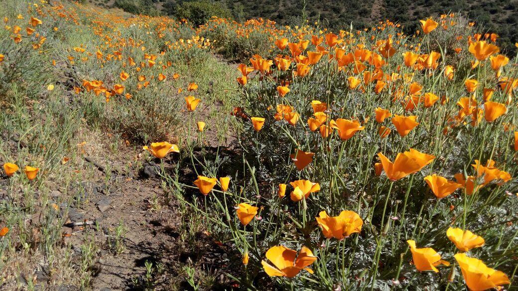 Ammonite Aventuras Del Maipo Βίλα San José de Maipo Εξωτερικό φωτογραφία